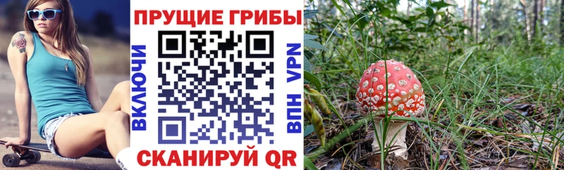Галлюциногенные грибы GOLDEN TEACHER  купить наркотики цена  Грязи 